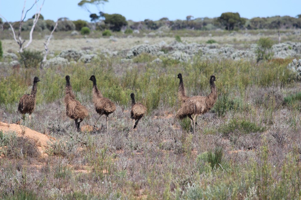 Emus on the Nullabor