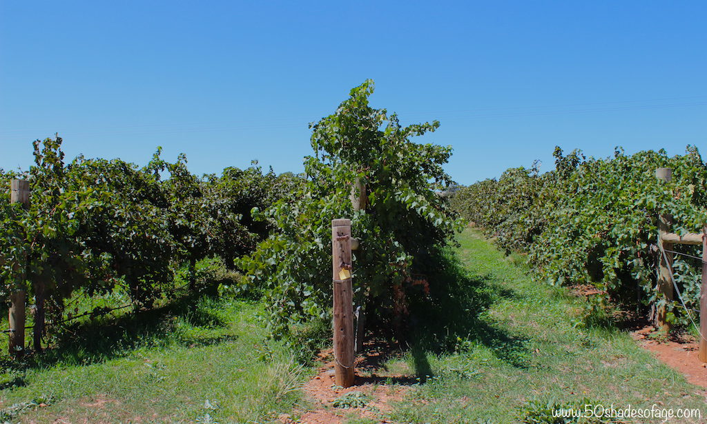 Clare Valley grapevines