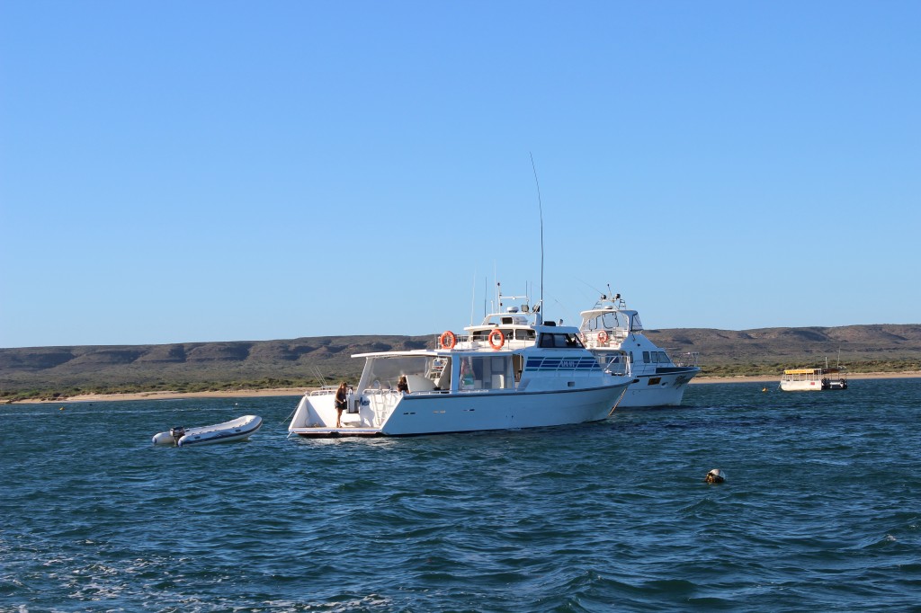 Ningaloo Reef Boat Charter
