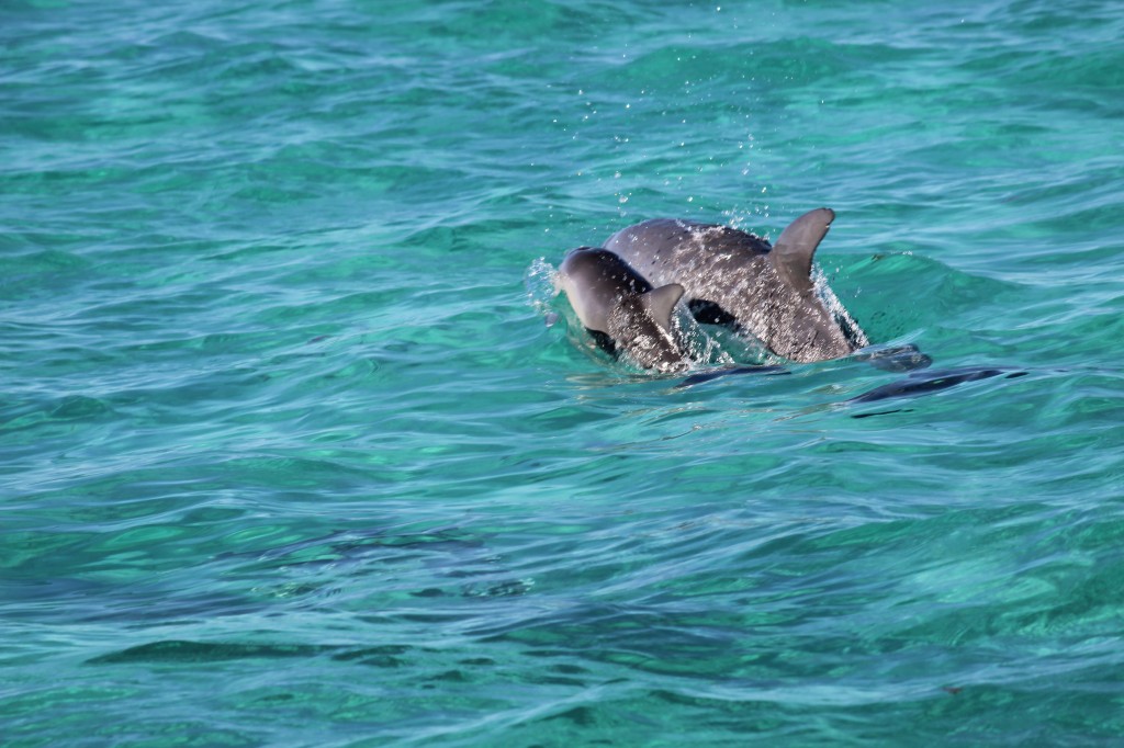 Dolphins swimming at the Ningaloo Reef