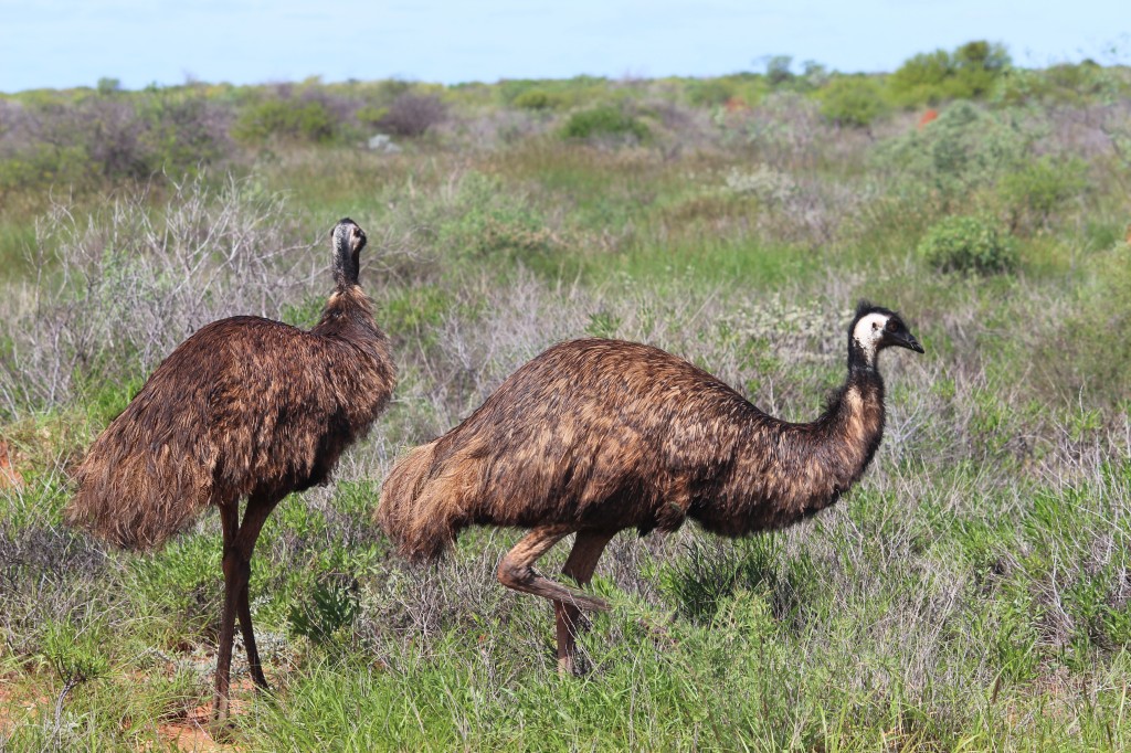 Emus in Cape Range National Park