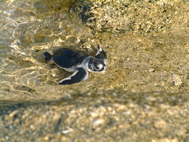green-hatchling---cape-range-national-park---photographed-by-aimee-silla-(640x481)