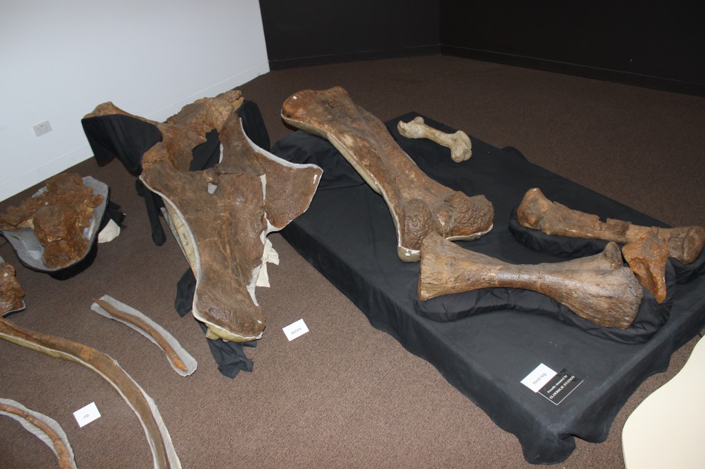 Fossiled Dinosaur Bones, Winton
