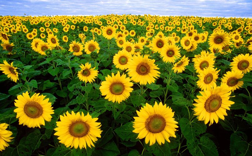 Sunflower Field, Emerald