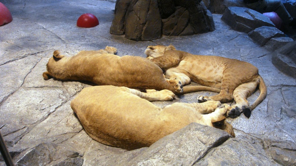 The Lions at MGM Grand