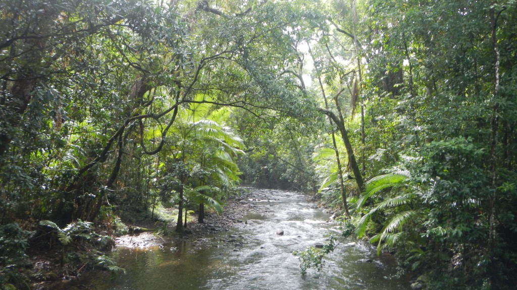A Beautiful Stream in The Daintree Rainforest