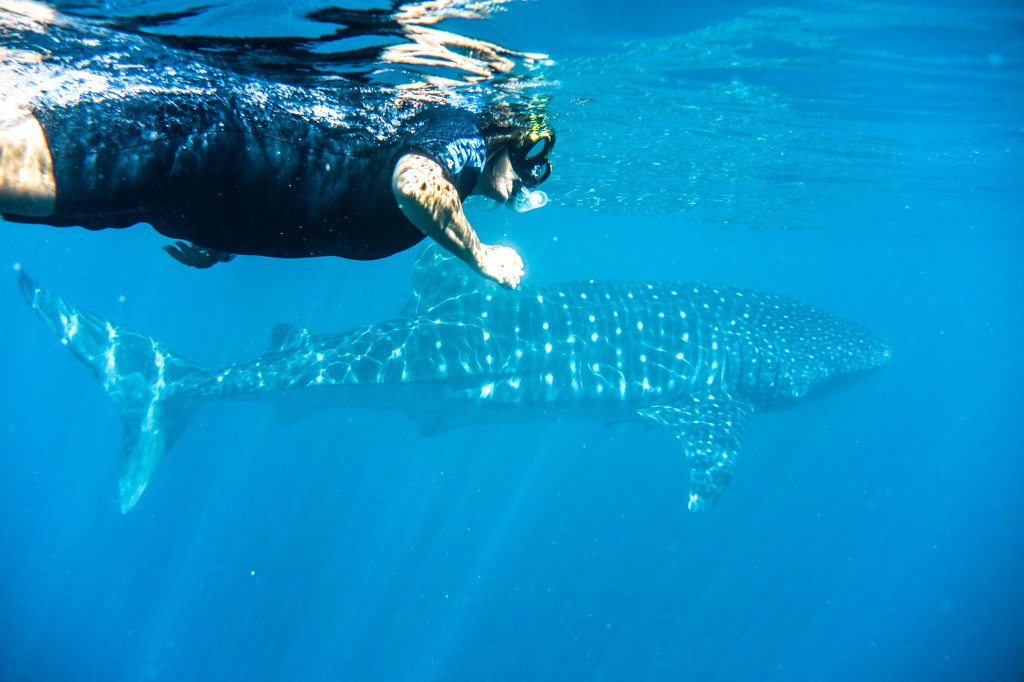 Swimming with the Giant Whale Sharks on the Ningaloo Reef