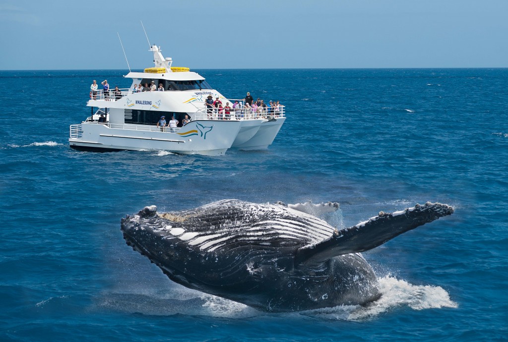 Whale Watching at Hervey Bay