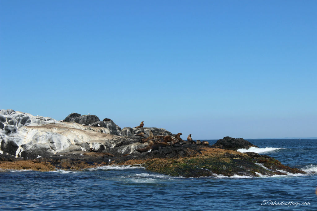 Fur Seals at Montague Island