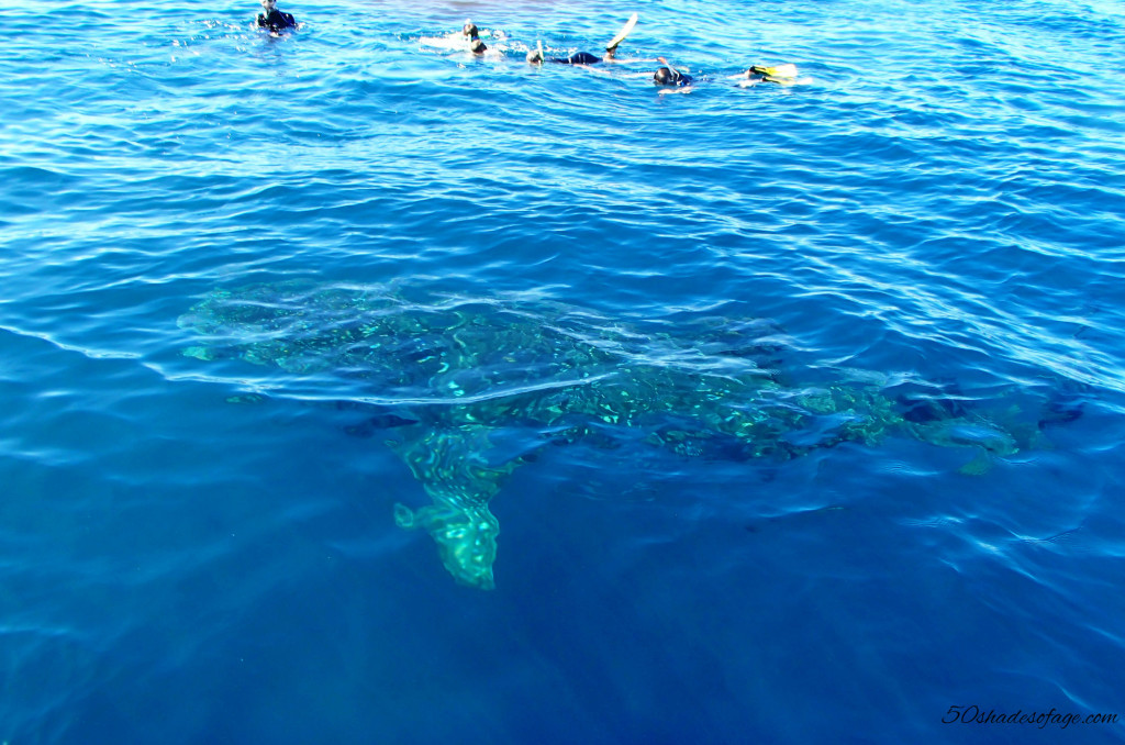Ningaloo Reef Whale Shark