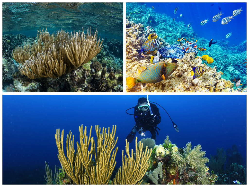 Belize Reef Coral & Marine Life