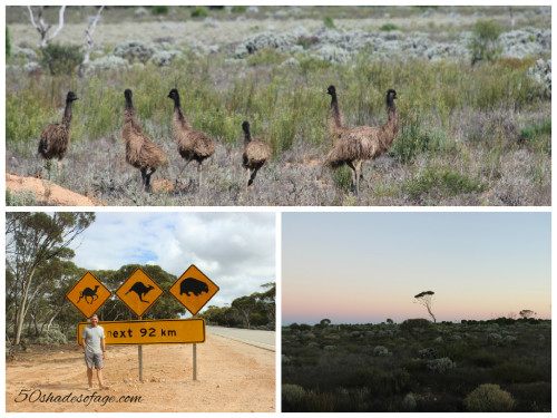 Emus on The Nullarbor Plain