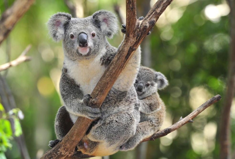 Australian-Koala