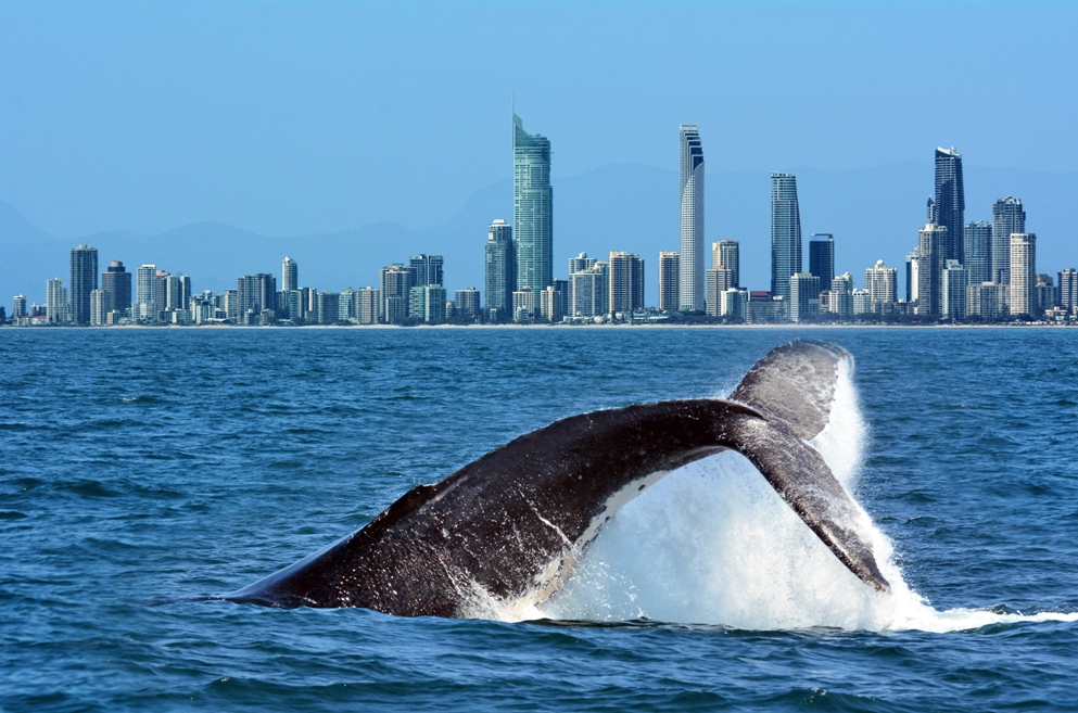 Whale Watching on the Gold Coast