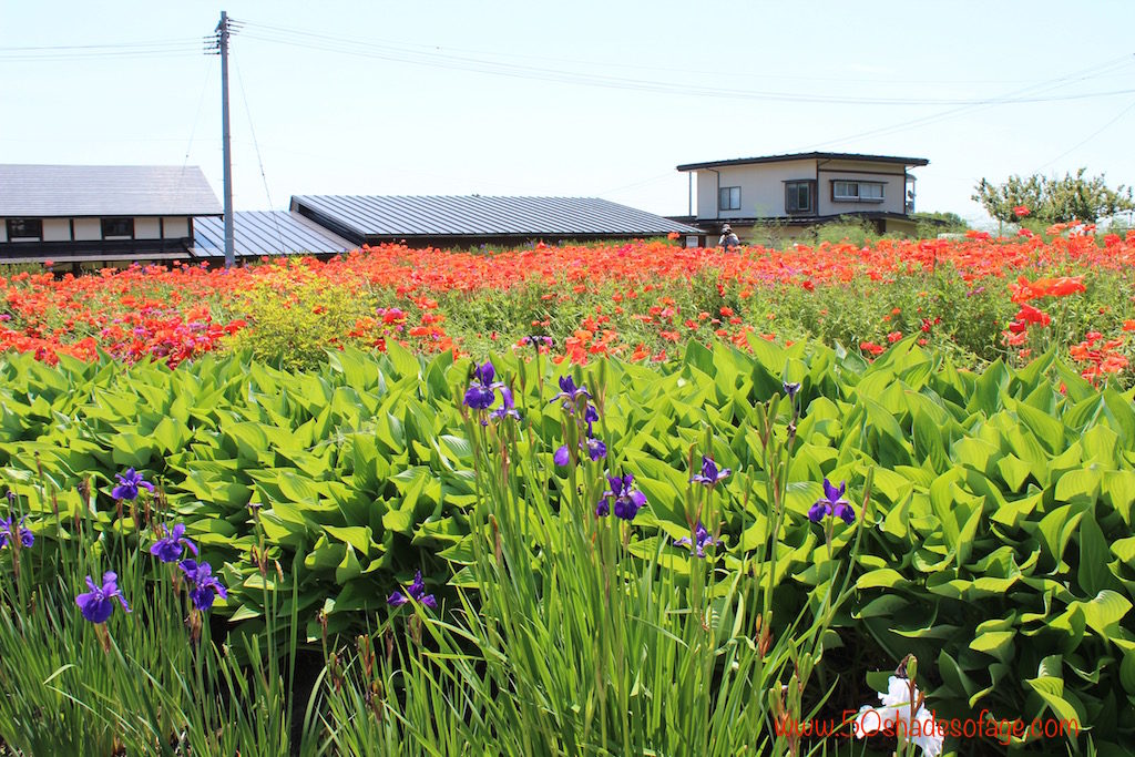 Flowery Display of Poppies & Irises in Takazawa