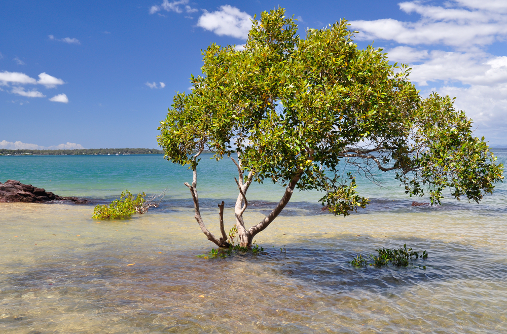 Mangroves at southern tip of Moreton Island