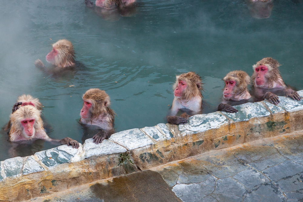 Snow Monkeys enjoying the hot springs at Yonokawa