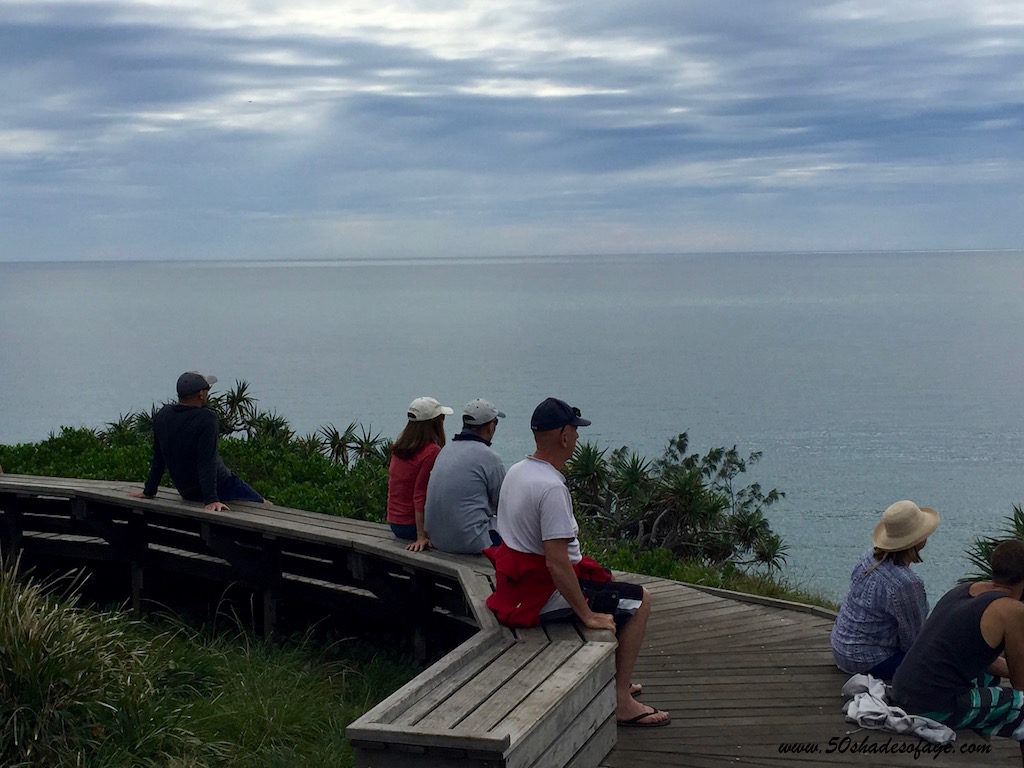 Whale Watching from Cabarita Headland