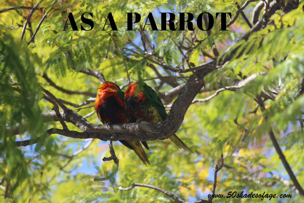 Green Lorikeet Parrots in Emerald Qld