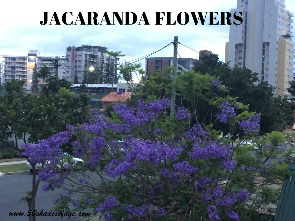 Purple Flowers on a Jacaranda Tree, Gold Coast Qld