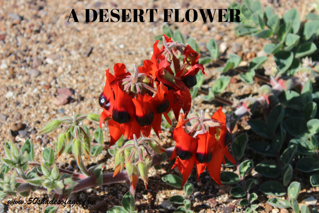 Stuart Desert Pea growing wild in The Pilbara WA