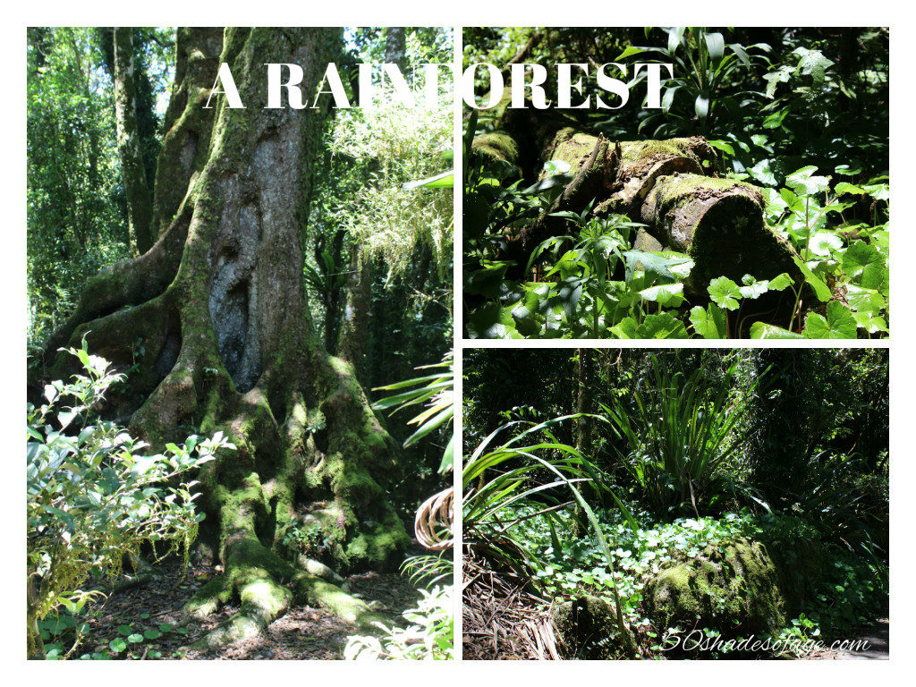 Rainforests in Springbrook Qld