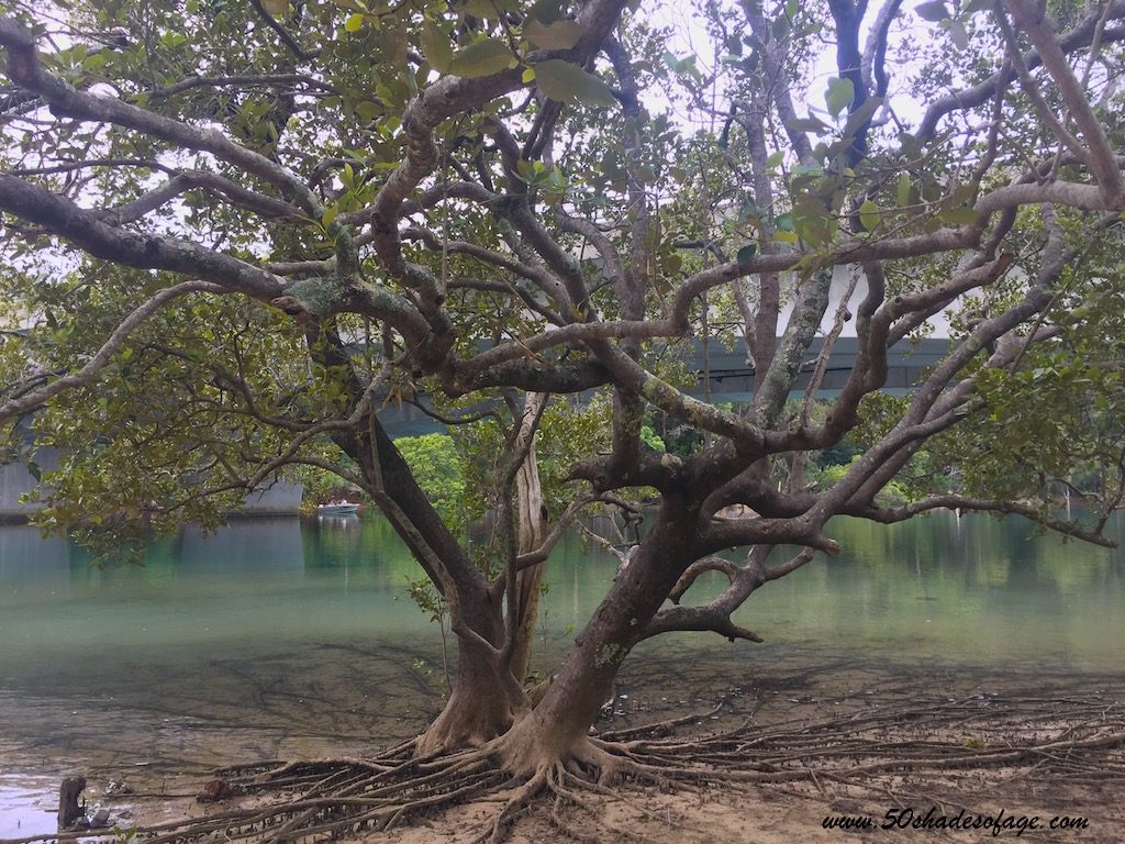Brunswick River Mangrove Tree