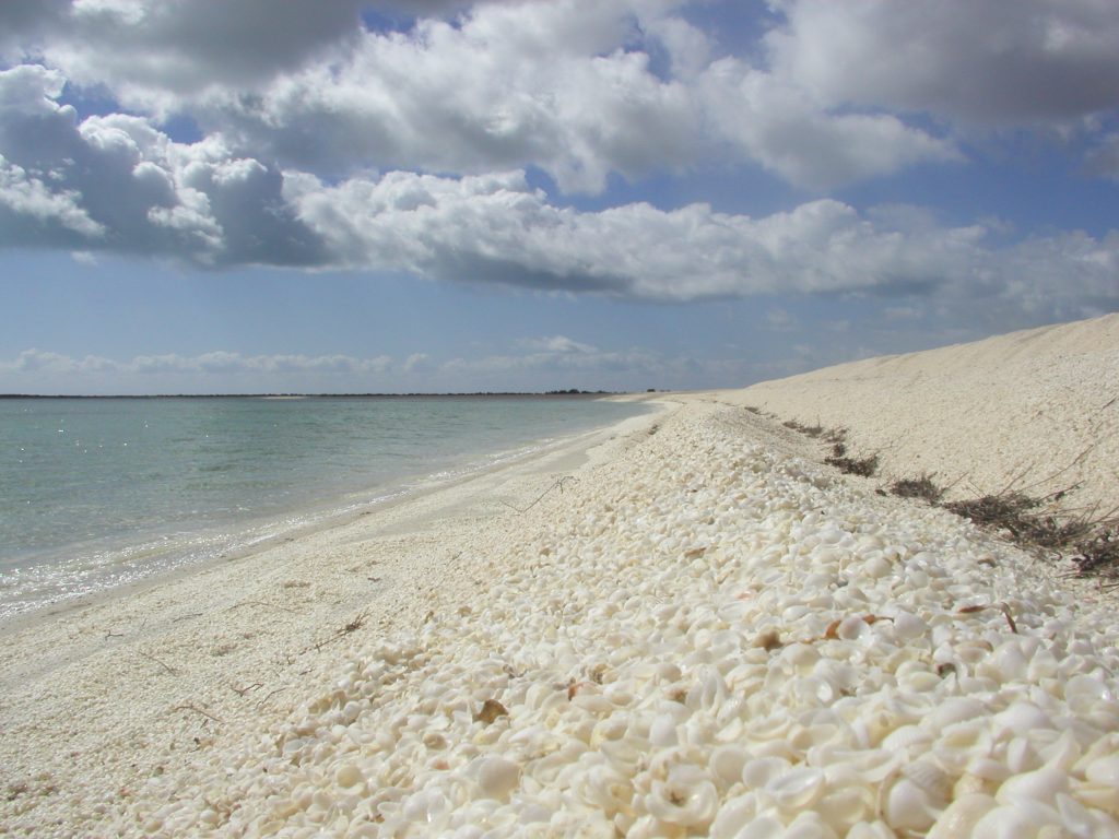 Shell Beach, Shark Bay