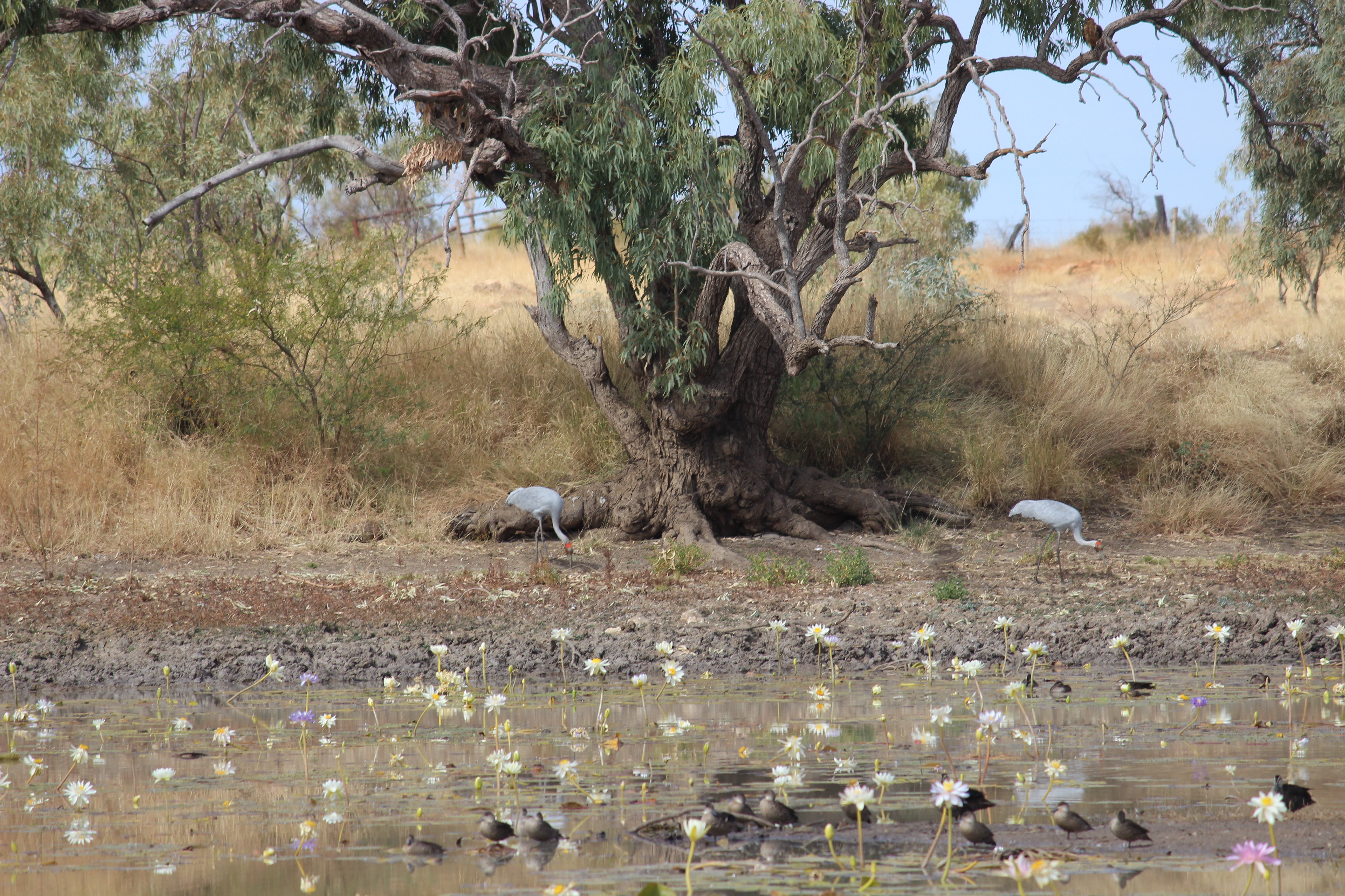 Billabong with lilies and birdlife in northern Australia