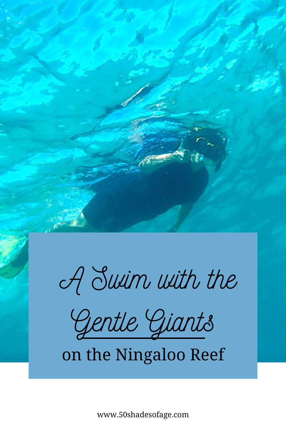 A Swim with the Gentle Giants on the Ningaloo Reef