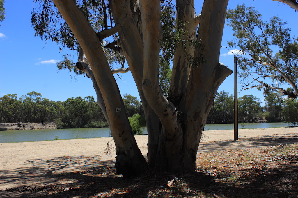 Tracing The Murray River From Renmark to Swan Reach