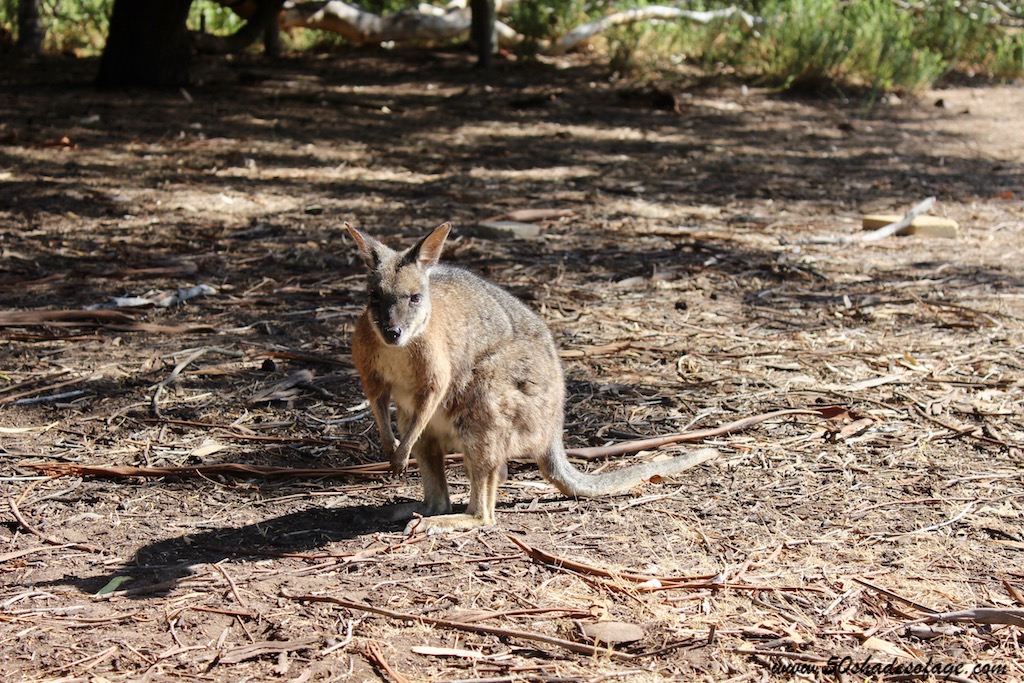 8 Days on Kangaroo Island: Part 2.