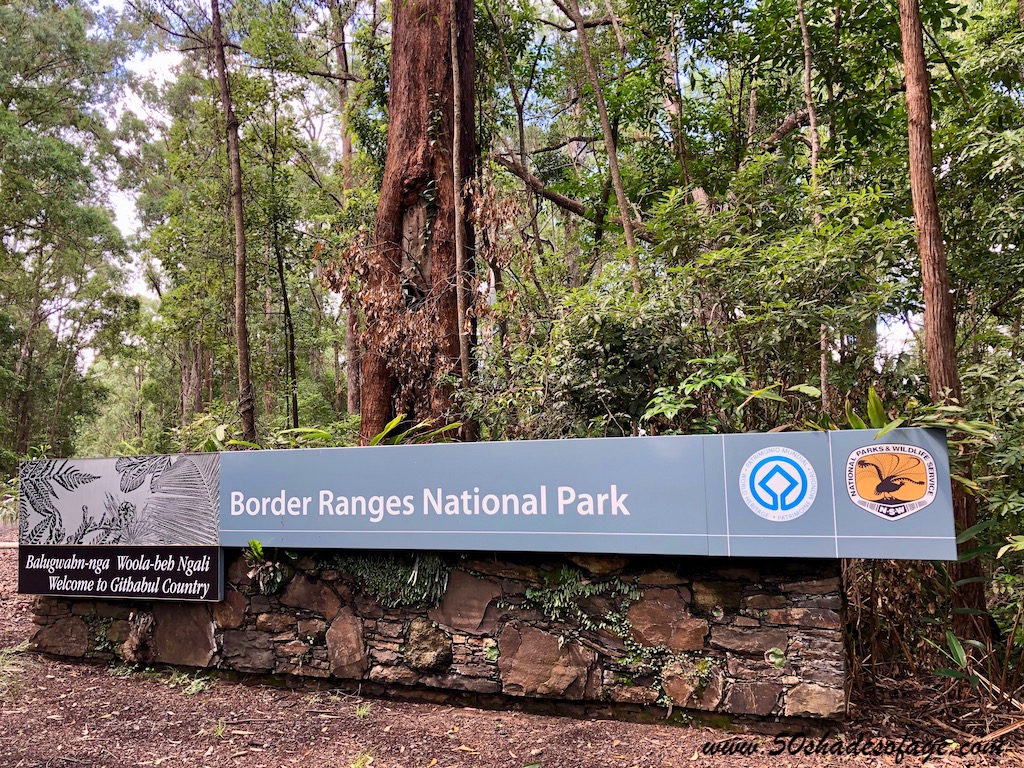 In My Backyard: Border Ranges National Park