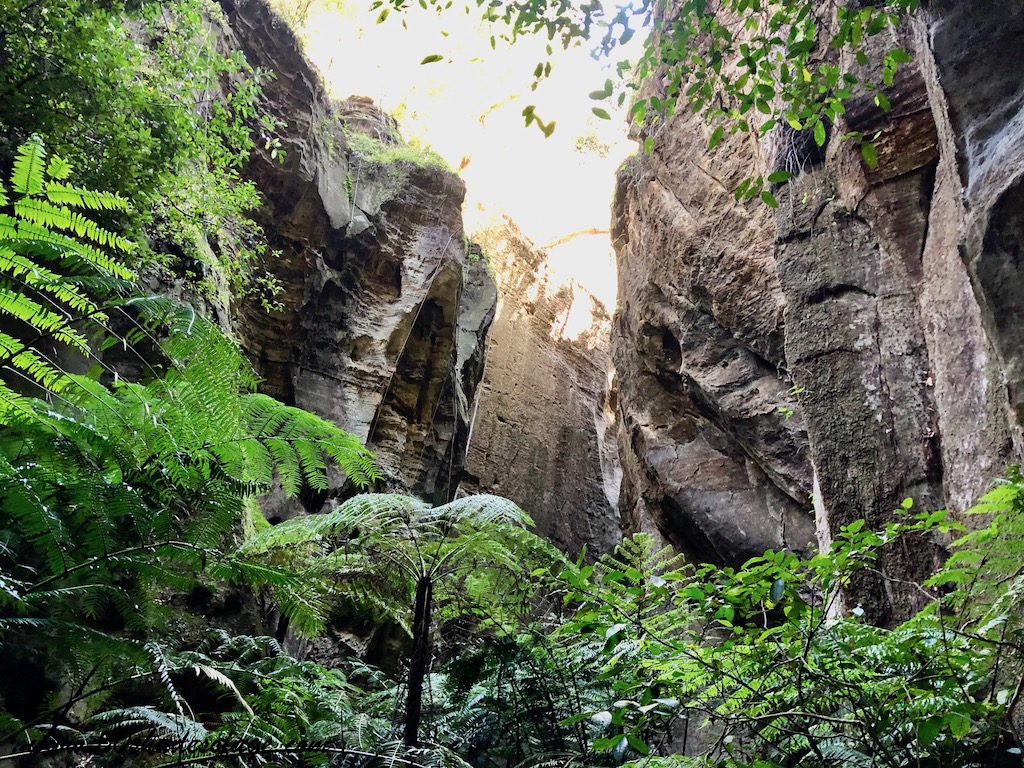 Camping and Hiking in Carnarvon Gorge