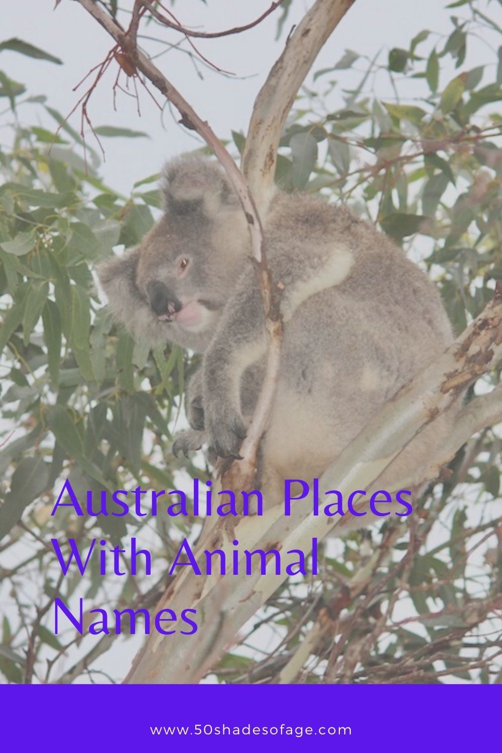 Australian Places With Animal Names